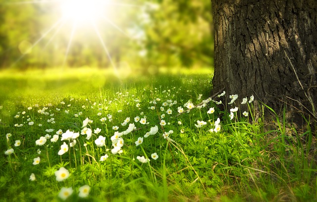 4 Reasons Why Spring May Be the Best Time for Replacing Hardwood Floors